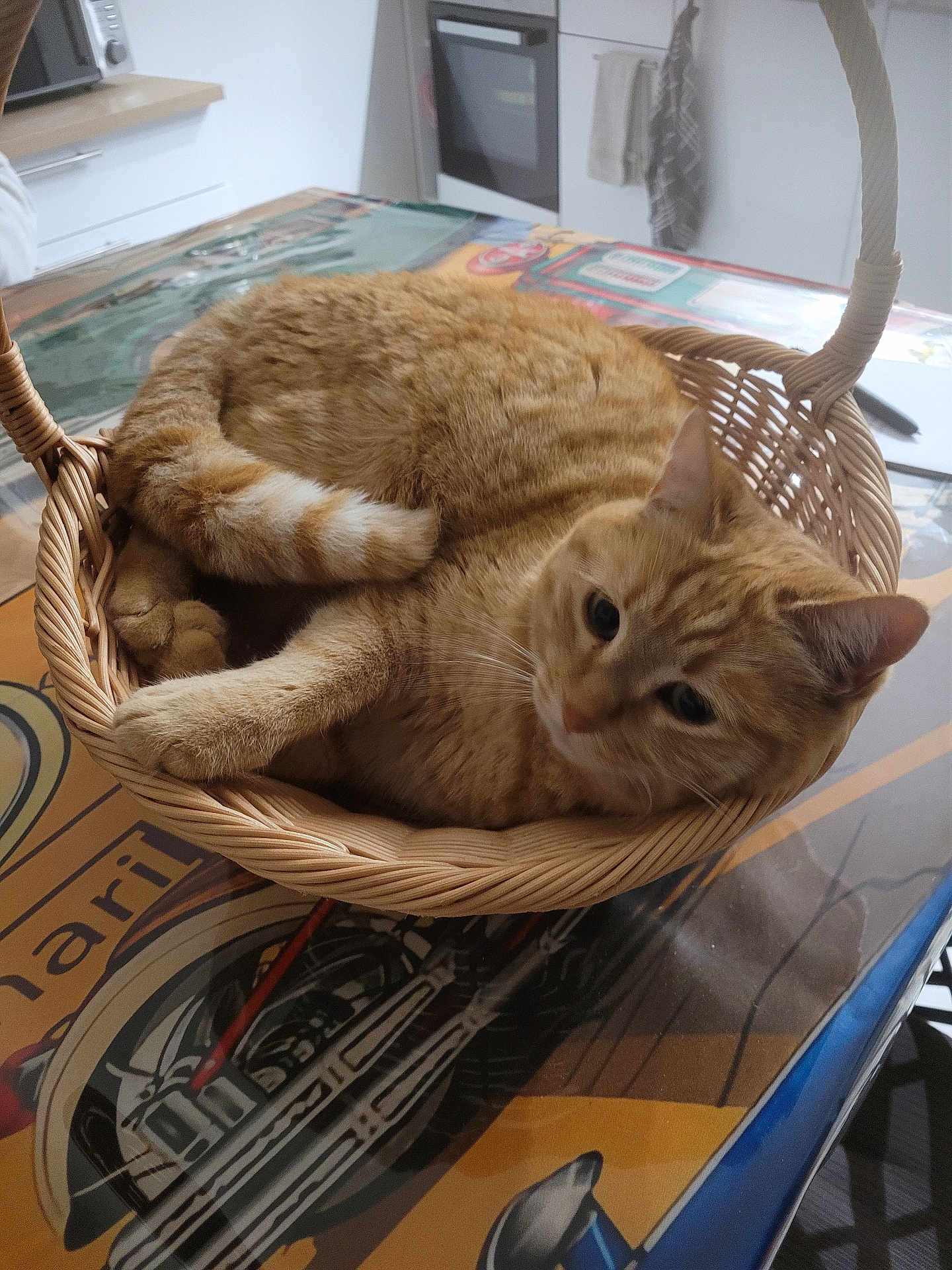 Fifie a rejoint le concours — aidez-le/la à gagner de superbes lots ! cat, orange_tabby, basket, table, indoor, feline, pet, curled_up, resting, fur, domestic_animal, cute, animal, whiskers, ears, tail, relaxed, household, cozy, mammal
