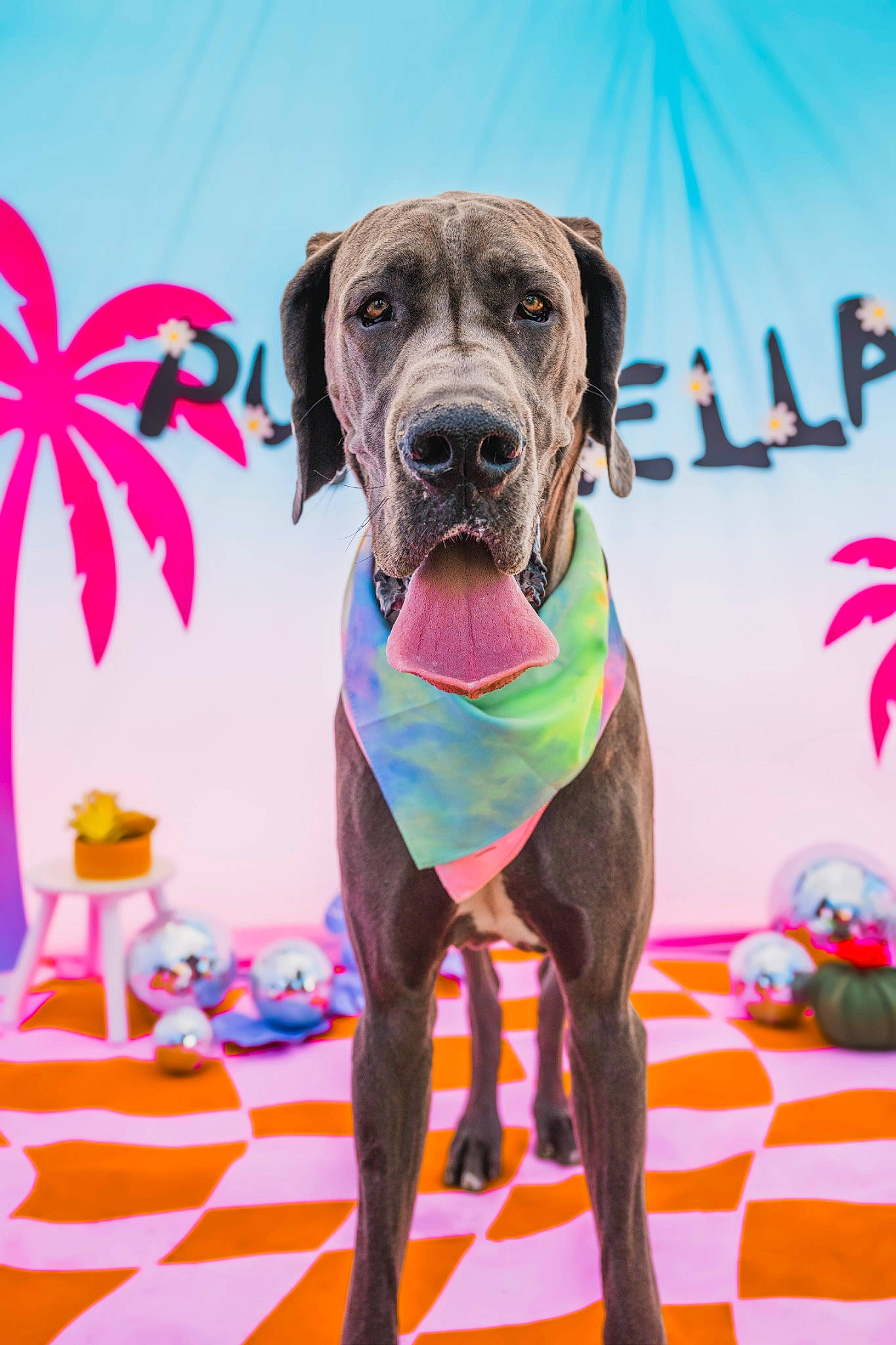 Moose joined the competition — help win amazing prizes! canidae, carnivore, collar, companion_dog, dog, dog_breed, dog_collar, dog_supply, fawn, gun_dog, liver, magenta, mammal, pet_supply, pink, plant, snout, sporting_group, working_animal, working_dog