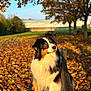 Louna participe au concours pour gagner de l'argent avec cette photo : dog, autumn, leaves, bench, outdoor, nature, park, fall, tree, sunlight, fur, animal, pet, canine, brown, black, white, grass, daylight, scenic