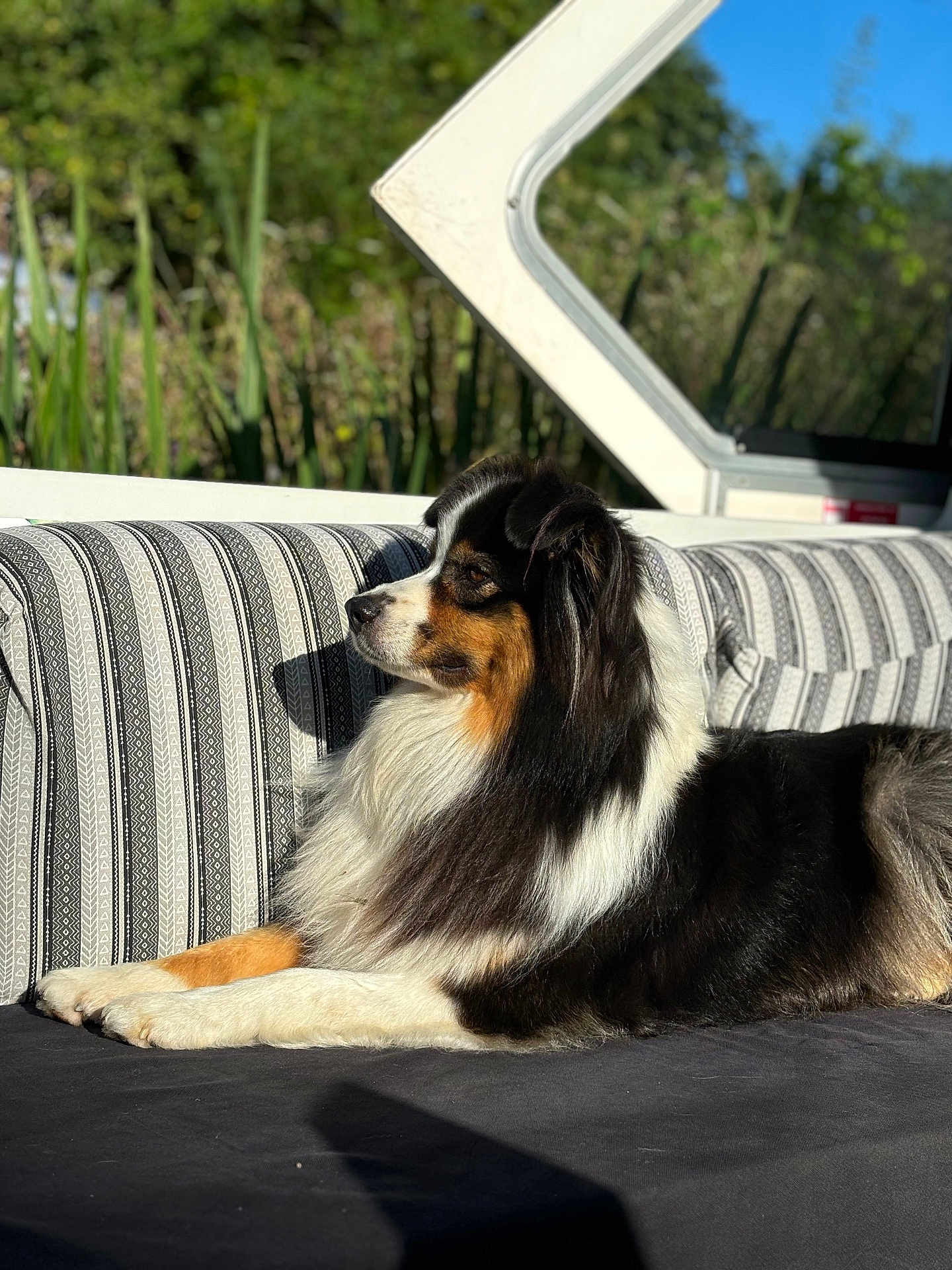 Louna a rejoint le concours — aidez-le/la à gagner de superbes lots ! dog, tricolor, fluffy, outdoor, couch, patterned_cushion, sunlight, greenery, blue_sky, relaxed, pet, animal, fur, side_view, nature, leisure, canine, portrait, daylight, comfort