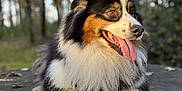 Louna participe au concours pour gagner de l'argent avec cette photo : dog, animal, outdoor, forest, tree_stump, fur, tongue, happy, pet, nature, canine, portrait, close_up, brown, white, black, ears, eyes, paws, daylight