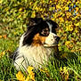Louna participe au concours pour gagner de l'argent avec cette photo : dog, grass, autumn, leaves, outdoor, nature, tricolor, sunlight, animal, pet, fur, closeup, portrait, leafy_bush, serene, canine, sitting, daylight, fall, background_blur