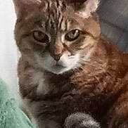 Zoey joined the competition — help win amazing prizes! cat, tabby_cat, pet, animal, feline, fur, whiskers, ears, face, green_fabric, indoor, closeup, portrait, looking_at_camera, brown_fur, white_chest, tail, relaxed, sitting, furniture