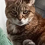 cat, tabby_cat, pet, animal, feline, fur, whiskers, ears, face, green_fabric, indoor, closeup, portrait, looking_at_camera, brown_fur, white_chest, tail, relaxed, sitting, furniture
