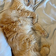 Milo joined the competition — help win amazing prizes! cat, fluffy, orange_cat, pet, sleeping, relaxed, cozy, indoor, blanket, fur, cute, animal, whiskers, paws, tail, resting, comfort, soft, closeup, domestic_cat