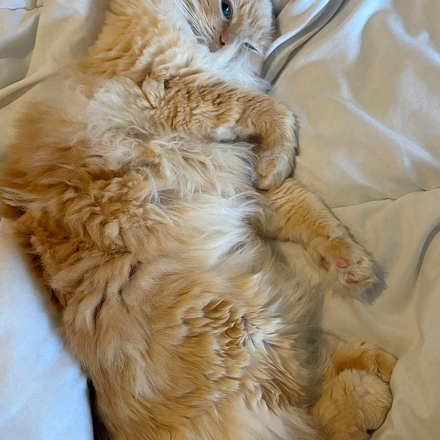 Milo joined the competition — help win amazing prizes! animal, blanket, cat, closeup, comfort, cozy, cute, domestic_cat, fluffy, fur, indoor, orange_cat, paws, pet, relaxed, resting, sleeping, soft, tail, whiskers