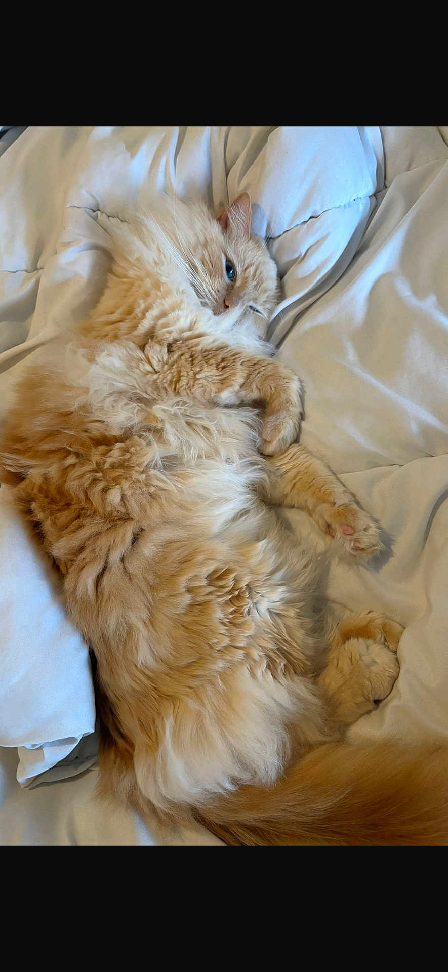 Milo joined the competition — help win amazing prizes! cat, fluffy, orange_cat, pet, sleeping, relaxed, cozy, indoor, blanket, fur, cute, animal, whiskers, paws, tail, resting, comfort, soft, closeup, domestic_cat