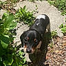puppy, dog, black_and_white, brown_markings, outdoor, plants, greenery, stone_path, sunlight, young_dog, pet, cute, small, curious, nature, animal, mammal, ears, eyes, fur