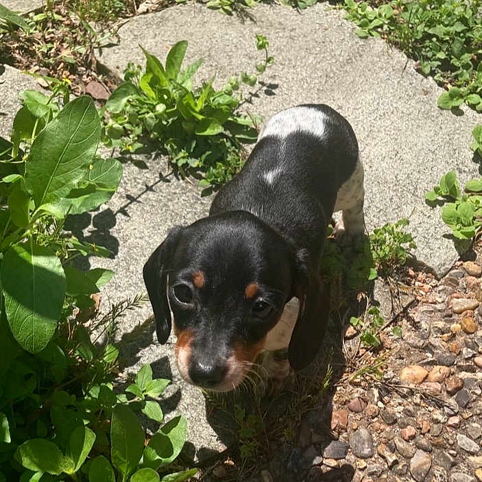 Daisy