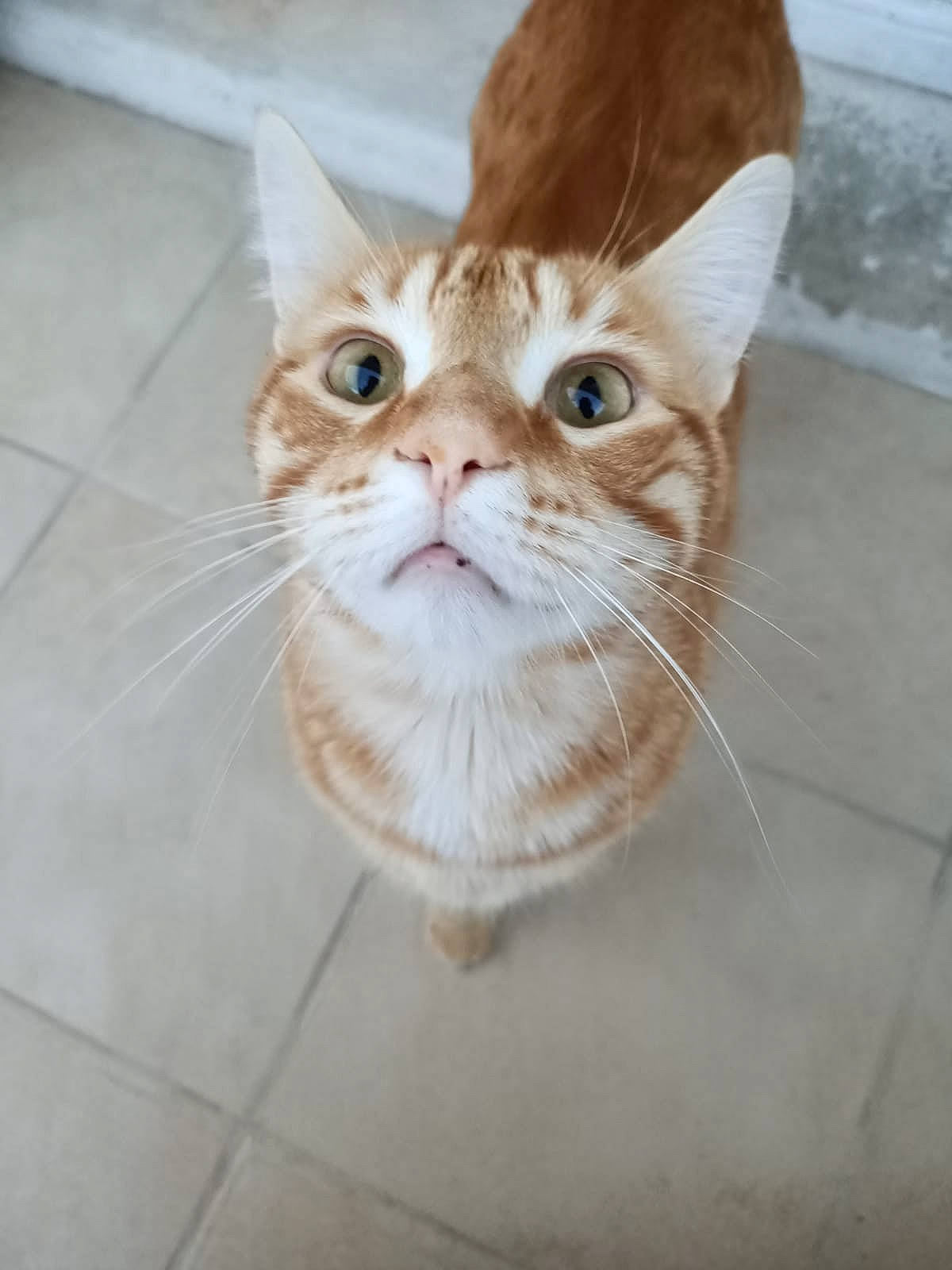 Gotham participe au concours pour gagner de l'argent avec cette photo : carnivore, cat, claw, domestic_short_haired_cat, eye, fawn, felidae, flooring, fur, hair, head, paw, small_to_medium_sized_cats, snout, tail, terrestrial_animal, tile_flooring, whiskers, window, wood