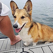Mikko is registered to the contest to win money with this photo: animal, barefoot, brown_fur, companion, corgi, dock, dog, ears, face, happy, lake, outdoor, person, pet, relaxation, side_view, summer, tongue_out, water, white_fur