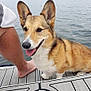 animal, barefoot, brown_fur, companion, corgi, dock, dog, ears, face, happy, lake, outdoor, person, pet, relaxation, side_view, summer, tongue_out, water, white_fur