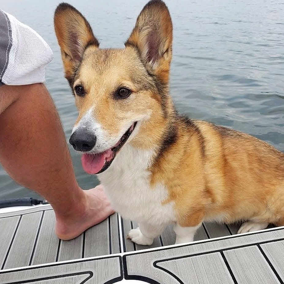 Mikko
