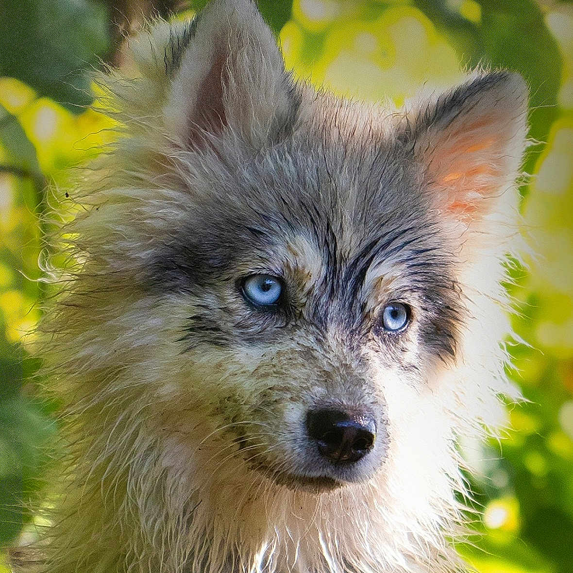 Coco a rejoint le concours — aidez-le/la à gagner de superbes lots ! dog, wet_fur, blue_eyes, close_up, portrait, fluffy, outdoor, nature, greenery, animal, canine, face, fur, ears, snout, pet, looking_away, daylight, expression, curious
