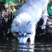 Coco participe au concours pour gagner de l'argent avec cette photo : dog, drinking, water, pond, reflection, blue_eyes, fluffy, fur, nature, greenery, outdoor, animal, canine, forest, wildlife, closeup, portrait, daylight, ground, leaves
