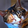 Skitty a rejoint le concours — aidez-le/la à gagner de superbes lots ! cat, calico, sleeping, close_up, whiskers, soft, blanket, pet, fur, resting, peaceful, animal, cute, cozy, domestic_animal, feline, ears, nose, face, relaxation