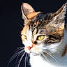 Skitty a rejoint le concours — aidez-le/la à gagner de superbes lots ! cat, calico_cat, close_up, animal, pet, feline, whiskers, ears, yellow_eyes, fur, portrait, face, domestic_cat, looking_away, side_view, sharp_focus, bright_light, dark_background, cute, alert