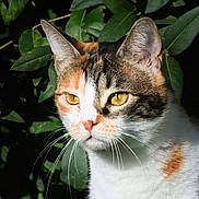 Skitty a rejoint le concours — aidez-le/la à gagner de superbes lots ! cat, calico_cat, animal, pet, feline, close_up, outdoor, leaf, greenery, nature, whiskers, yellow_eyes, fur, portrait, sunlight, shadow, alert, cute, mammal, wildlife