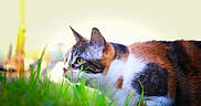 Skitty participe au concours pour gagner de l'argent avec cette photo : cat, calico_cat, grass, outdoor, animal, pet, feline, nature, greenery, fur, whiskers, ears, side_view, close_up, daylight, wildlife, mammal, alert, background_blur, colorful