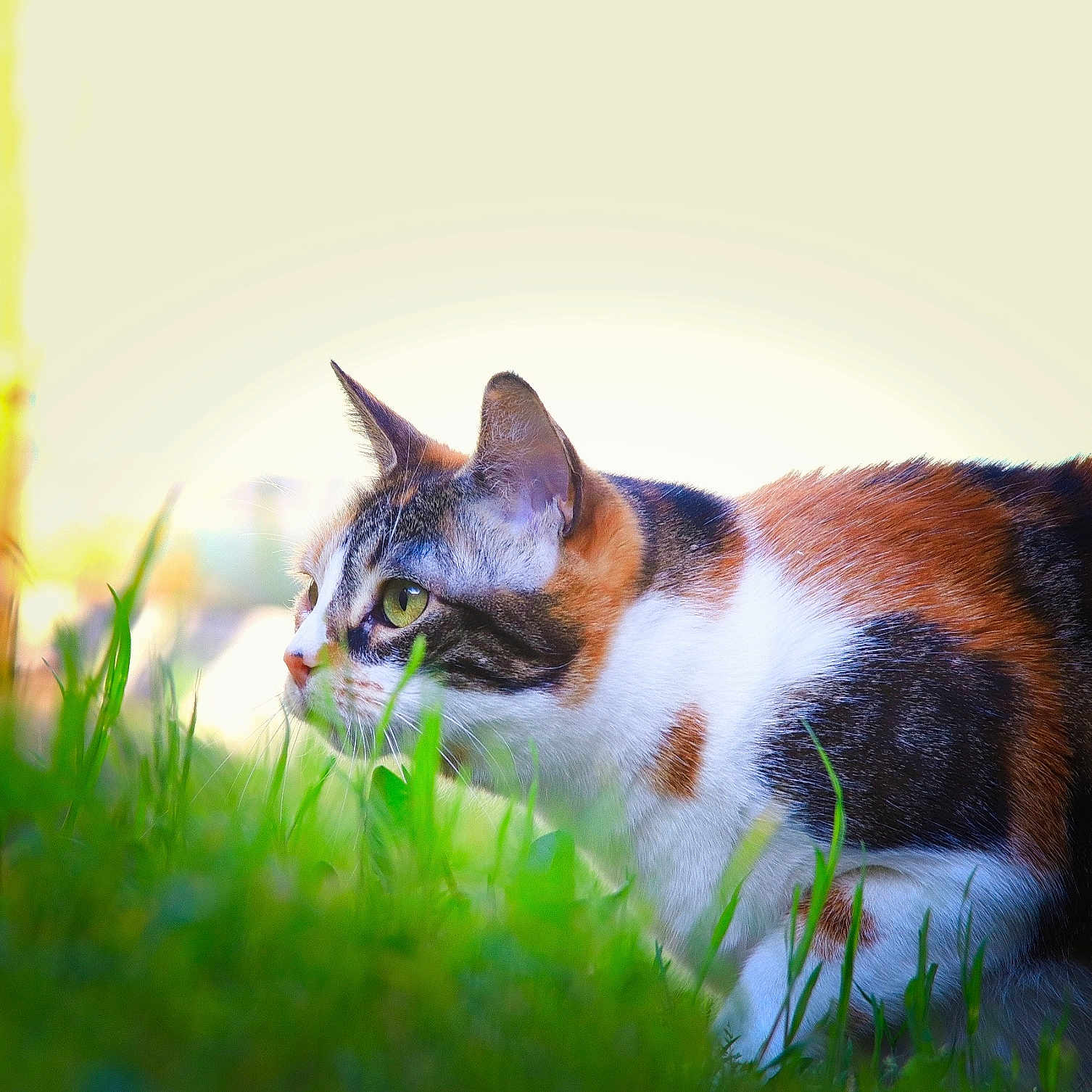 Skitty participe au concours pour gagner de l'argent avec cette photo : cat, calico_cat, grass, outdoor, animal, pet, feline, nature, greenery, fur, whiskers, ears, side_view, close_up, daylight, wildlife, mammal, alert, background_blur, colorful