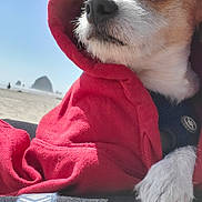 Tyson is registered to the contest to win money with this photo: dog, hoodie, red_clothing, pet, beach, outdoor, sky, sunlight, paw, fur, portrait, canine, animal, nature, daylight, closeup, candid, relaxing, casual, scenic