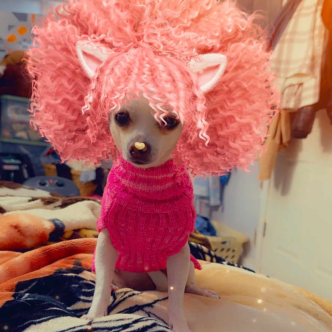 Button Boo joined the competition — help win amazing prizes! animal, bed, blanket, cat_ears, cozy, curly_hair, cute, decor, dog, fur, furniture, indoor, pet_clothing, pink_sweater, pink_wig, portrait, room, sitting, small_dog, warm_lighting
