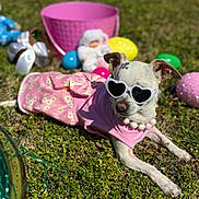 Button Boo is registered to the contest to win money with this photo: accessories, costume, cute, dog, doll, easter_eggs, floral_pattern, grass, heart_sunglasses, outdoor, pearl_necklace, pink_basket, pink_dress, playful, portrait, shallow_depth_of_field, small_dog, sunny, toy, white_dog