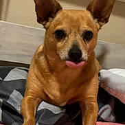 Tiny joined the competition — help win amazing prizes! dog, brown_dog, pet, bed, blanket, pink_sheet, tongue_out, cute, indoors, canine, fur, ears, animal, resting, paw, lying_down, domestic_animal, funny_expression, face, close_up