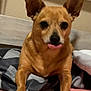 dog, brown_dog, pet, bed, blanket, pink_sheet, tongue_out, cute, indoors, canine, fur, ears, animal, resting, paw, lying_down, domestic_animal, funny_expression, face, close_up