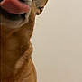 dog, tongue, close_up, playful, pet, muzzle, brown_fur, animal, cute, snout, whiskers, ears, domestic_animal, fur, nose, portrait, expression, funny, indoor, blurry