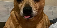 Tiny is registered to the contest to win money with this photo: dog, pet, brown_dog, close_up, tongue_out, indoor, bed, blanket, resting, ears, animal, cute, fur, canine, face, paw, relaxed, small_dog, domestic_animal, sleepy