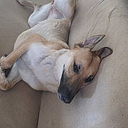 Kenzie joined the competition — help win amazing prizes! animal, beige, canine, companion, couch, cute, dog, domestic_animal, ears, fur, furniture, indoor, lying_down, mammal, paw, pet, relaxed, resting, sleepy, snout