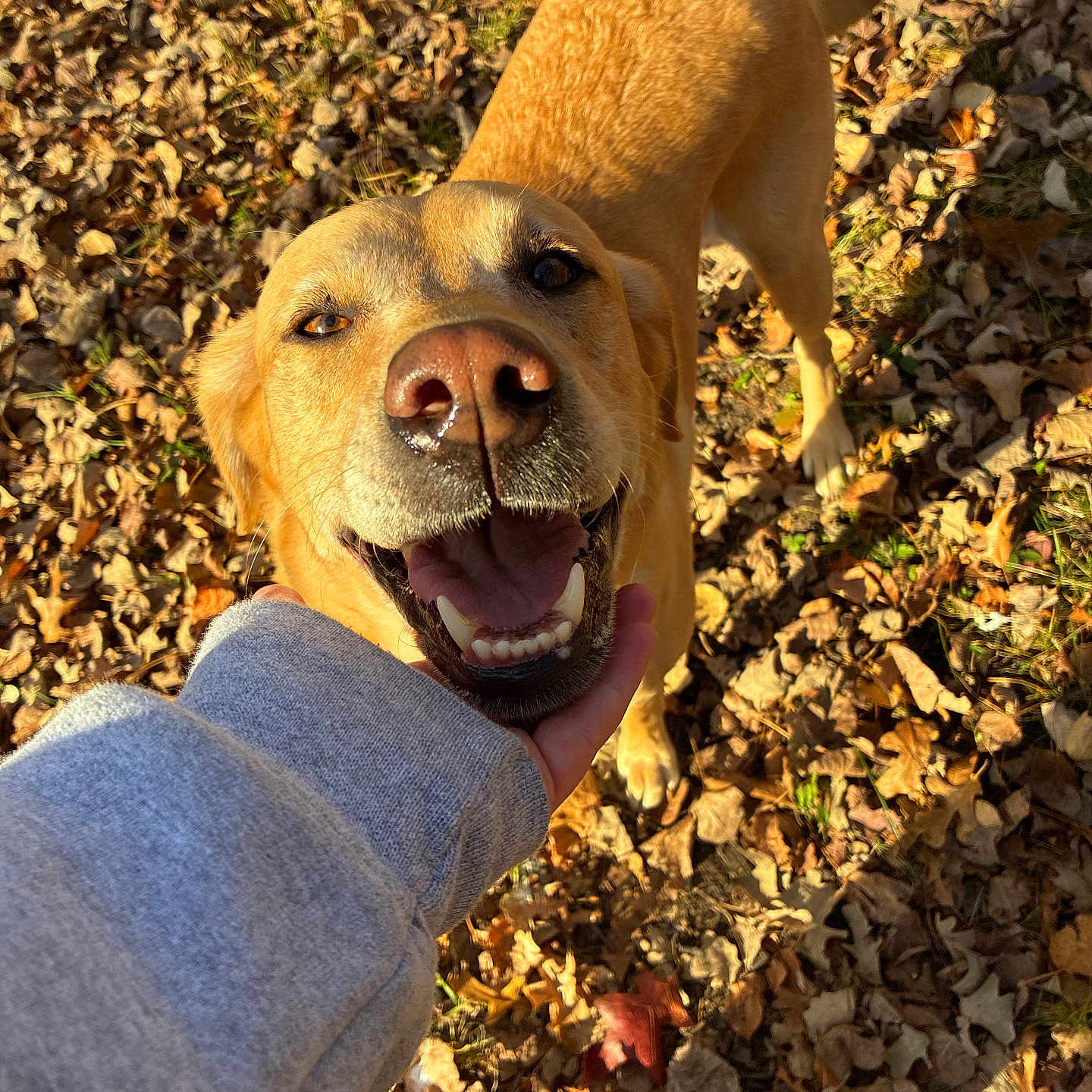Leeli is registered to the contest to win money with this photo: animal, autumn, canine, closeup, dog, fall, friendly, golden_retriever, grass, hand, happy, leaves, nature, outdoor, person, pet, playful, smiling, sunlight, sweatshirt