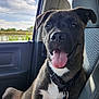 Galloping Gale is registered to the contest to win money with this photo: animal, canine, car_interior, close_up, clouds, collar, daylight, dog, grass, happy, leash, nature, pet, portrait, seat, sky, smiling, sunlight, tongue_out, window