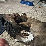 Galloping Gale is registered to the contest to win money with this photo: animal, boot, brown, carpet, dog, floor, fur, household, indoor, lace, leather, messy, paw, pet, pet_food_bowl, playful, sleeping, snuggling, tissue, toy