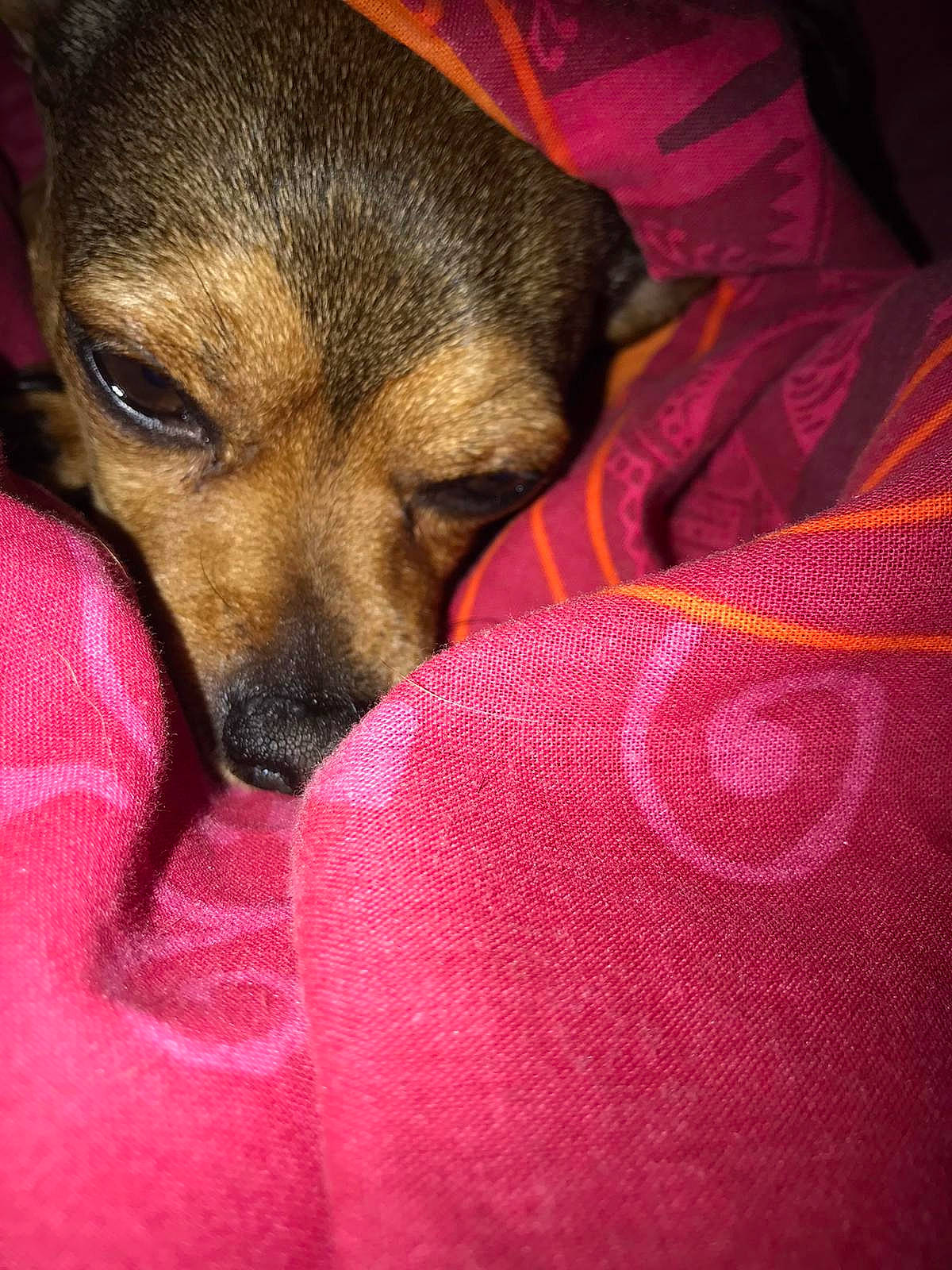 Kenzo a rejoint le concours — aidez-le/la à gagner de superbes lots ! canidae, carmine, carnivore, comfort, companion_dog, dog, dog_breed, ear, fawn, fur, magenta, nail, nap, paw, pink, sleep, snout, sporting_group, toy_dog, whiskers