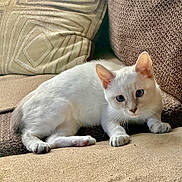 Marie is registered to the contest to win money with this photo: cat, kitten, white_fur, blue_eyes, paws, whiskers, couch, pillow, sofa, indoor, pet, relaxed, lying_down, ears, tail, close_up, domestic_animal, cozy, upholstery, portrait