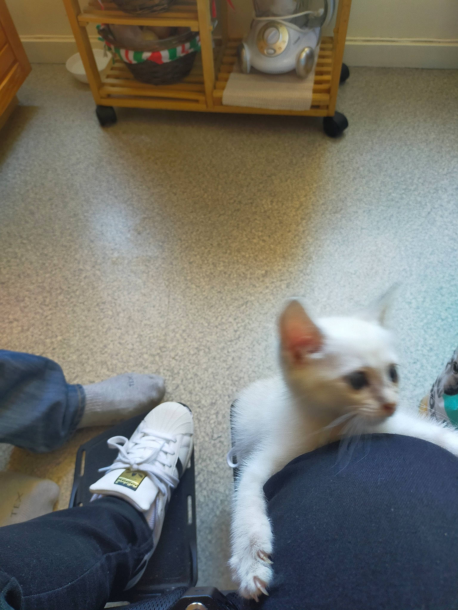 Sissi participe au concours pour gagner de l'argent avec cette photo : bookcase, carnivore, cat, companion_dog, corded_phone, dog_breed, eye, fawn, felidae, floor, flooring, hardwood, shelving, small_to_medium_sized_cats, snout, tail, telephone, whiskers, white, wood