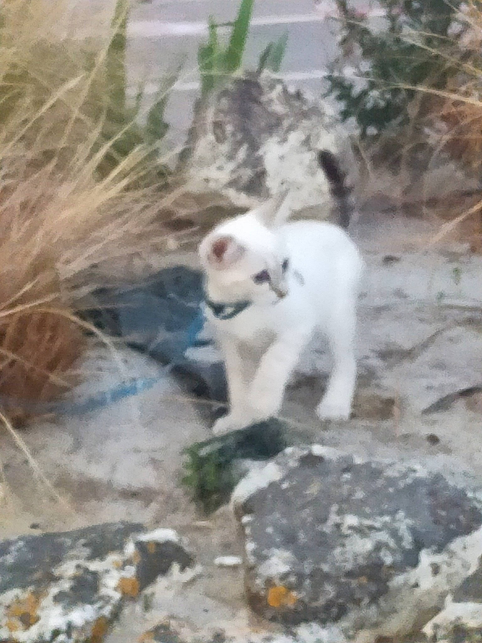 Sissi a rejoint le concours — aidez-le/la à gagner de superbes lots ! canidae, carnivore, cat, domestic_short_haired_cat, fawn, felidae, fur, grass, mammal, plant, small_to_medium_sized_cats, soil, sporting_group, tail, terrestrial_animal, tree, vertebrate, whiskers, wildlife