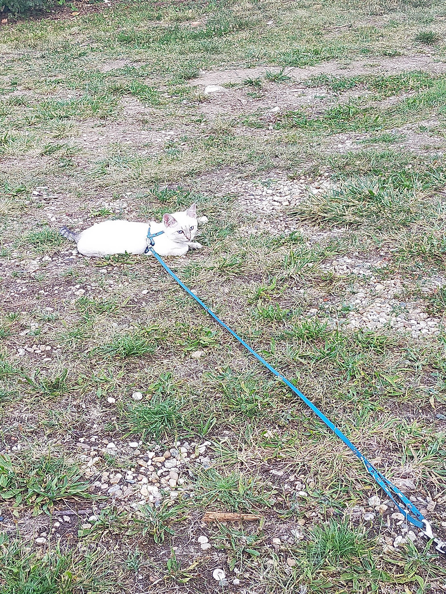 Sissi a rejoint le concours — aidez-le/la à gagner de superbes lots ! field, grass, grass_family, grassland, groundcover, herbaceous_plant, meadow, pasture, plant, prairie, shadow, shrub, slope, soil, tail, yard