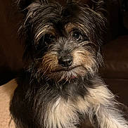 Sadie joined the competition — help win amazing prizes! dog, pet, fur, indoor, closeup, animal, cute, scruffy, whiskers, ears, face, portrait, canine, furry, companion, domestic, friendly, cozy, brown, black