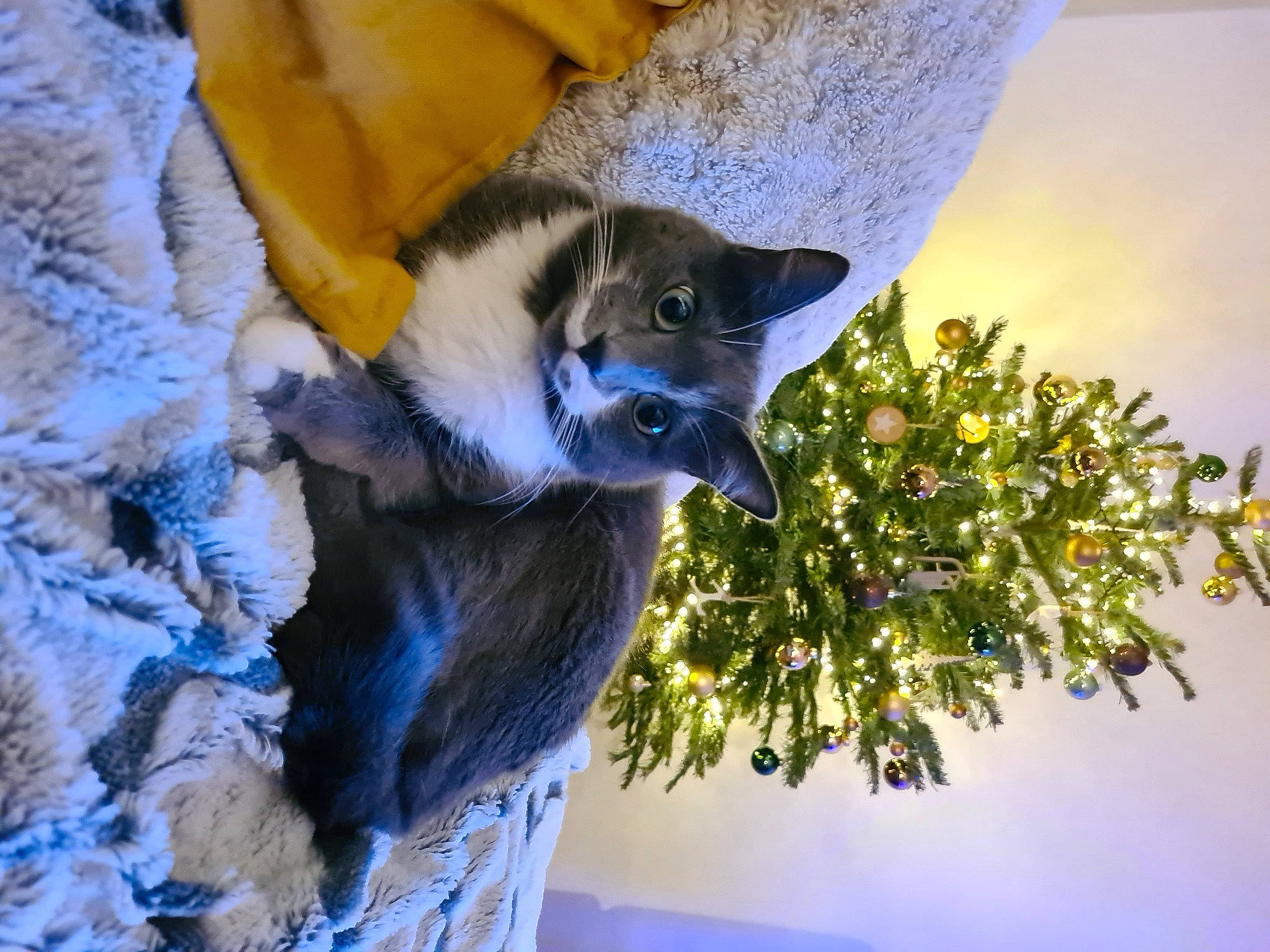 Jack participe au concours pour gagner de l'argent avec cette photo : blue, carnivore, cat, cat_furniture, domestic_short_haired_cat, felidae, fur, pet_supply, small_to_medium_sized_cats, tail, vertebrate, whiskers