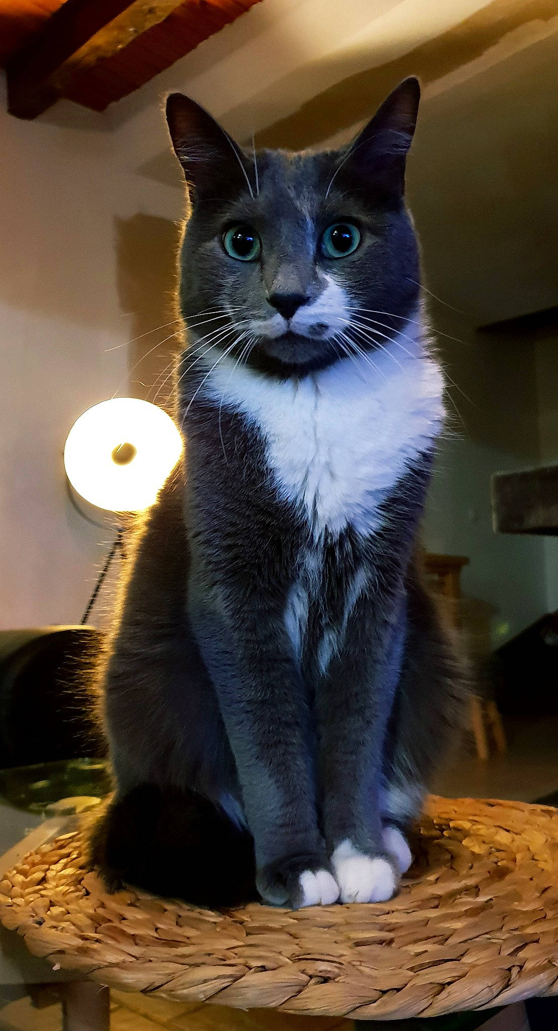 Jack a rejoint le concours — aidez-le/la à gagner de superbes lots ! blue, carnivore, cat, cat_furniture, domestic_short_haired_cat, felidae, fur, home_accessories, iris, pet_supply, small_to_medium_sized_cats, snout, tail, terrestrial_animal, vertebrate, whiskers