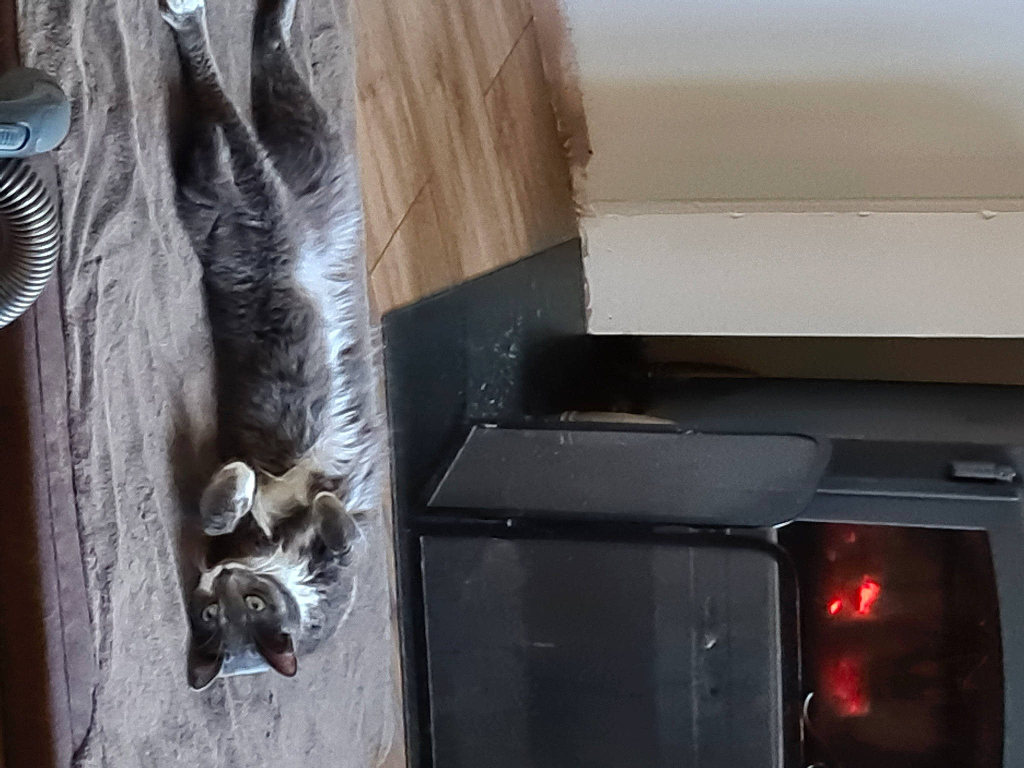 Jack a rejoint le concours — aidez-le/la à gagner de superbes lots ! carnivore, cat, dog_breed, felidae, gas, pet_supply, small_to_medium_sized_cats, snout, working_dog