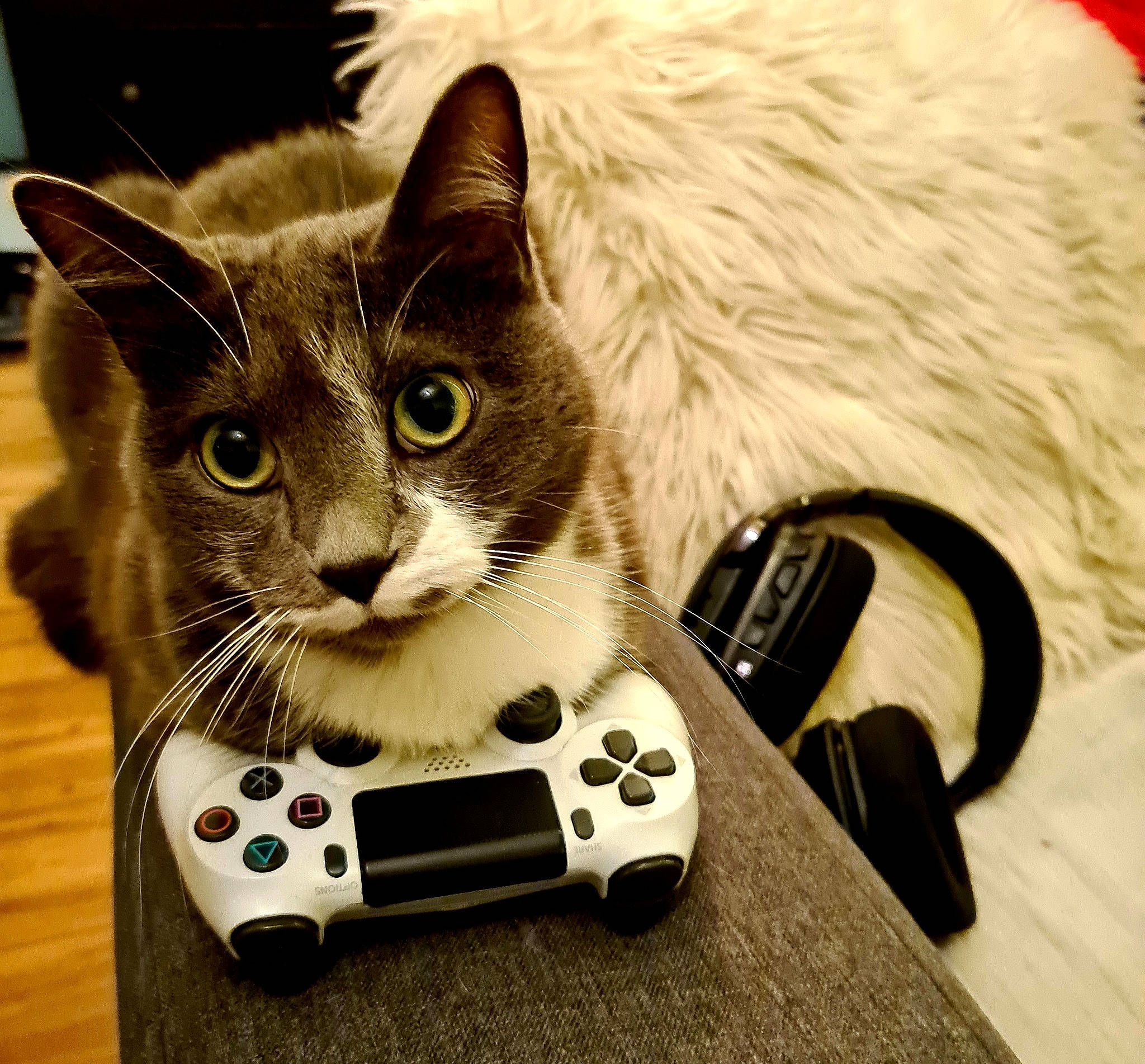Jack participe au concours pour gagner de l'argent avec cette photo : carmine, carnivore, cat, electronic_device, felidae, fur, game_controller, games, home_game_console_accessory, input_device, joystick, peripheral, playstation_accessory, remote_control, small_to_medium_sized_cats, snout, technology, video_game_accessory, video_game_console, whiskers
