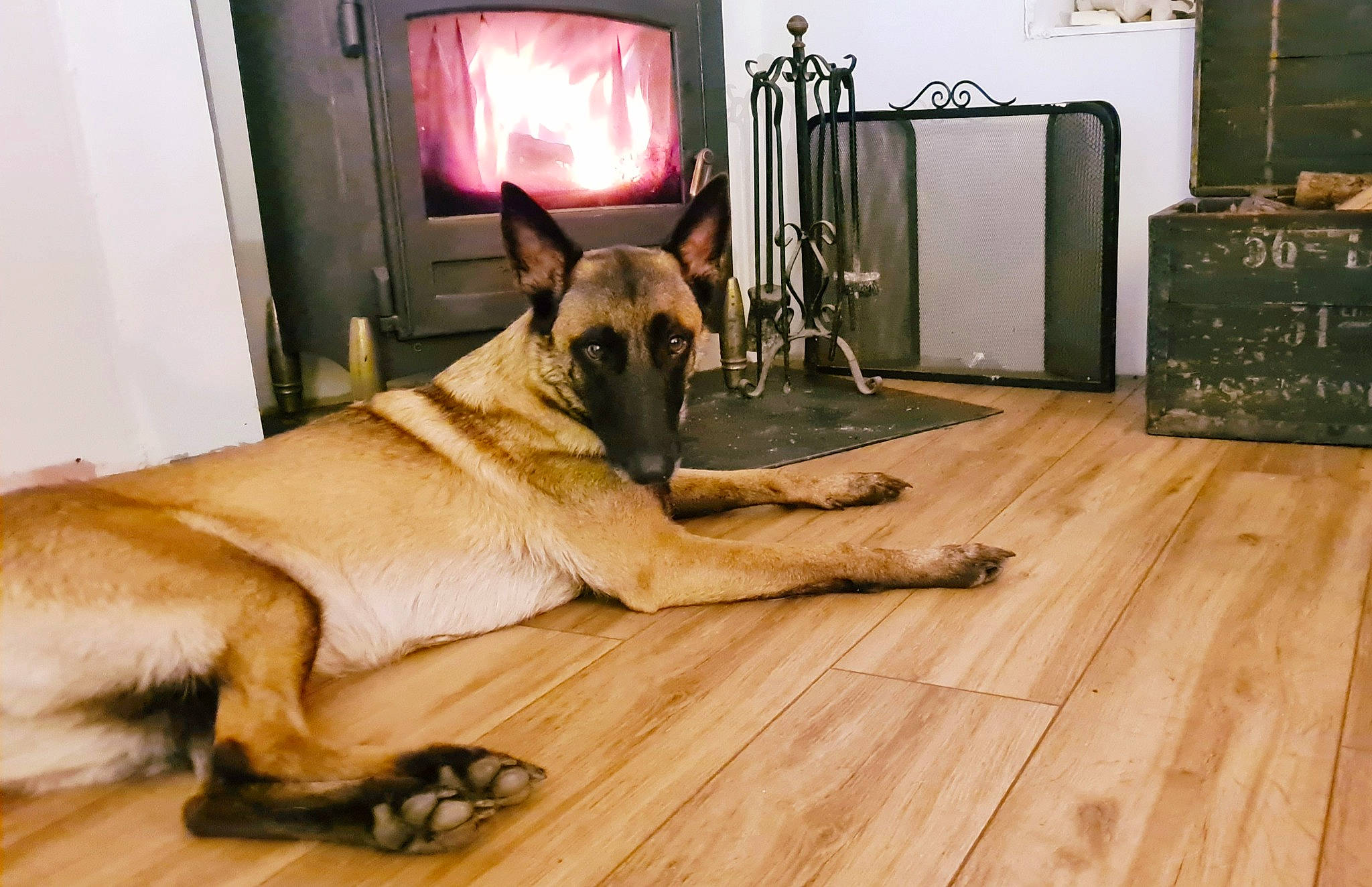 Delta a rejoint le concours — aidez-le/la à gagner de superbes lots ! carnivore, dog, dog_breed, door, fawn, fixture, floor, flooring, hardwood, home_door, laminate_flooring, mat, plank, plywood, snout, varnish, wood, wood_flooring, wood_stain, working_animal