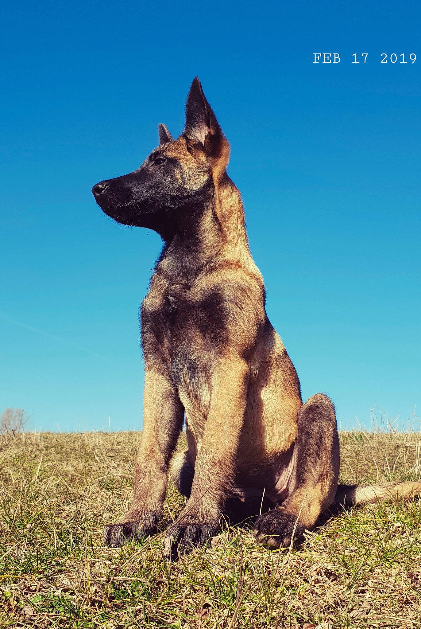 Delta a rejoint le concours — aidez-le/la à gagner de superbes lots ! balance, canidae, carnivore, dog, dog_breed, ecoregion, fawn, field, foot, german_shepherd_dog, grass_family, grassland, herding_dog, jaw, plain, prairie, snout, steppe, wildlife, working_dog