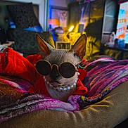 Moka is registered to the contest to win money with this photo: sphynx_cat, cat, sunglasses, pearl_necklace, blanket, red_clothing, indoor, pet, animal, fashion, cozy, bed, furniture, portrait, cute, relaxed, ears, wrinkled_skin, accessories, warm_lighting