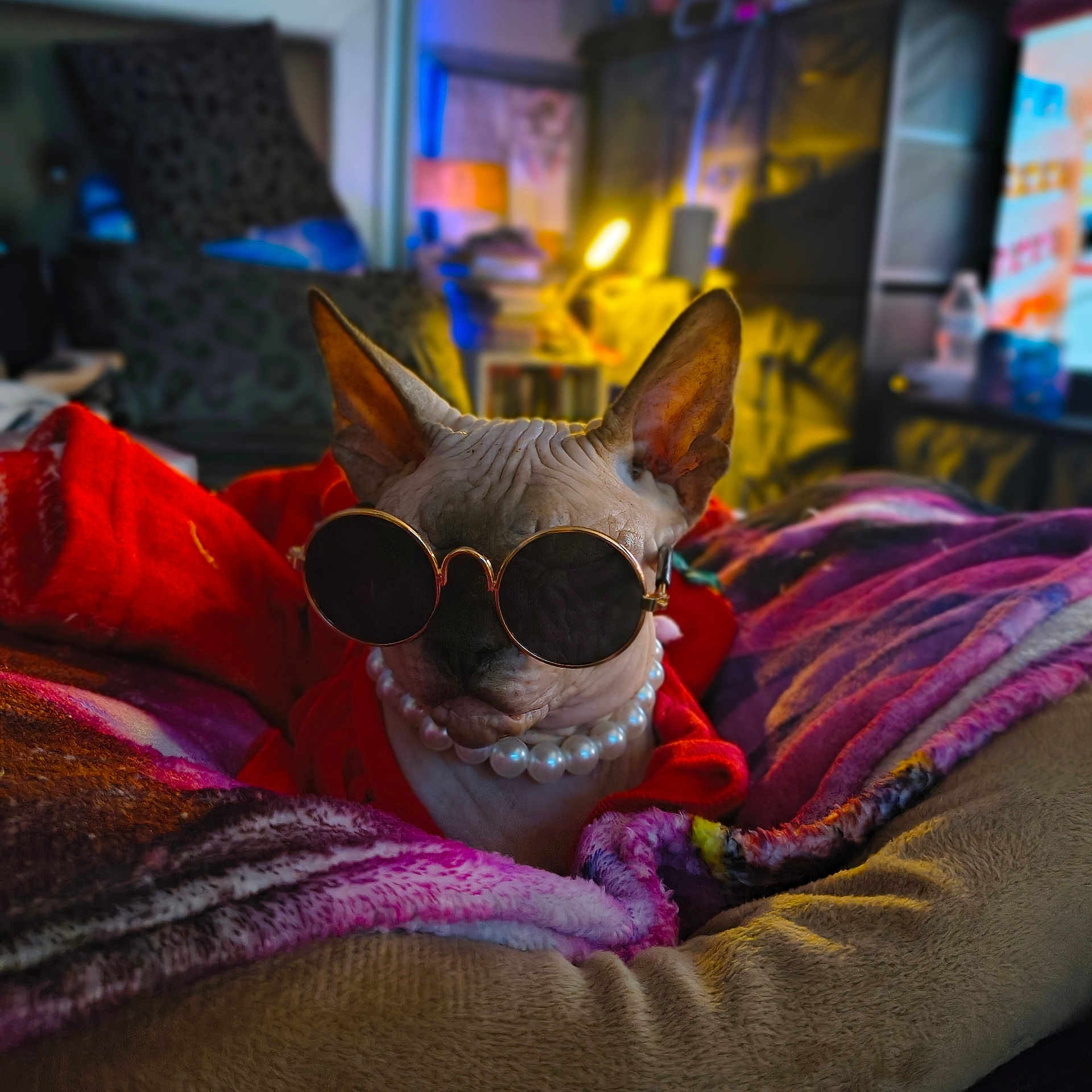 Moka is registered to the contest to win money with this photo: sphynx_cat, cat, sunglasses, pearl_necklace, blanket, red_clothing, indoor, pet, animal, fashion, cozy, bed, furniture, portrait, cute, relaxed, ears, wrinkled_skin, accessories, warm_lighting