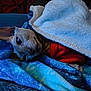 Beerus Rivera is registered to the contest to win money with this photo: sphynx_cat, cat, blanket, red_sweater, blue_blanket, cozy, indoor, pet, animal, snuggling, resting, cute, hairless_cat, warm, furless, relaxed, bed, soft_texture, domestic_animal, looking
